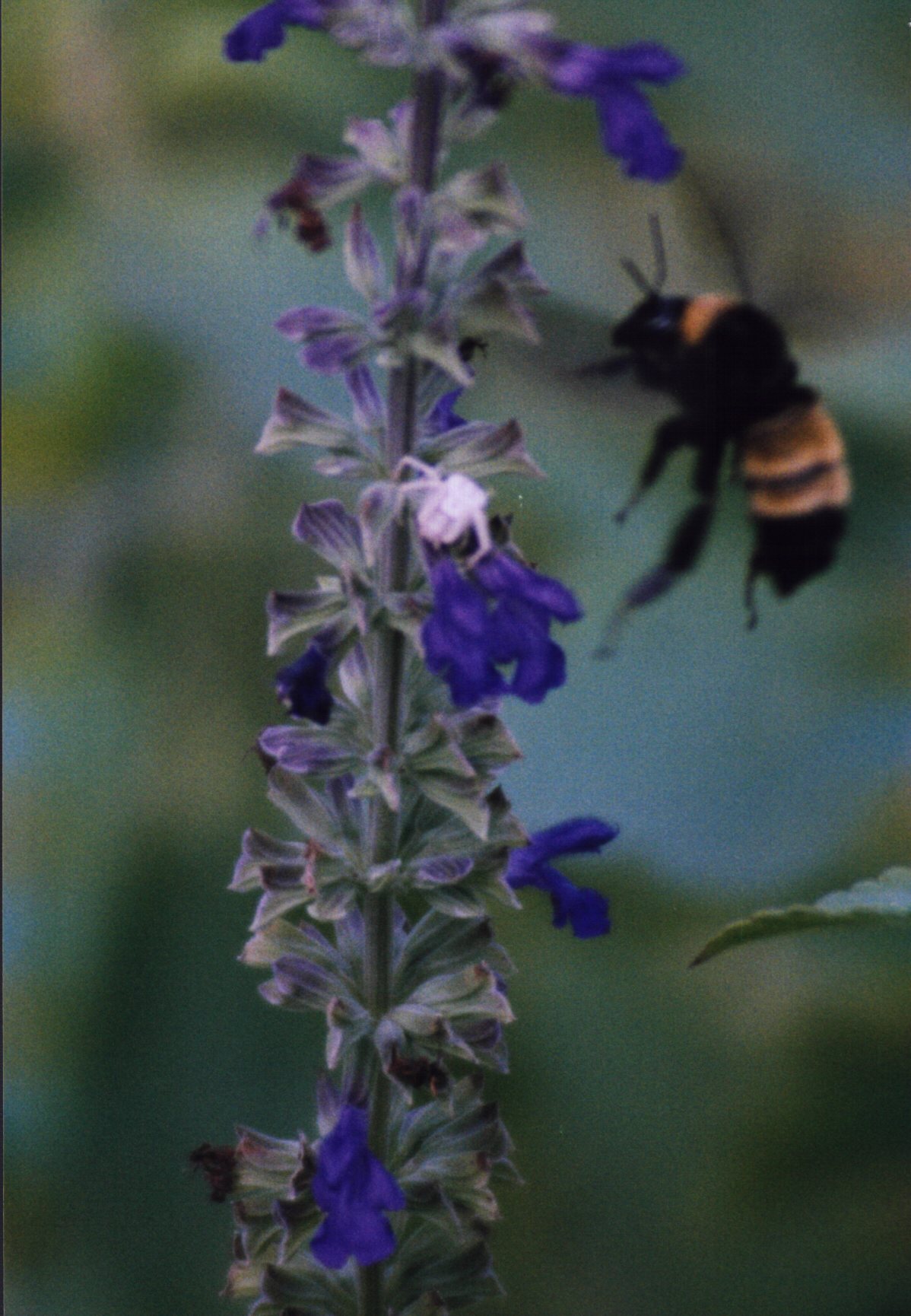 bee