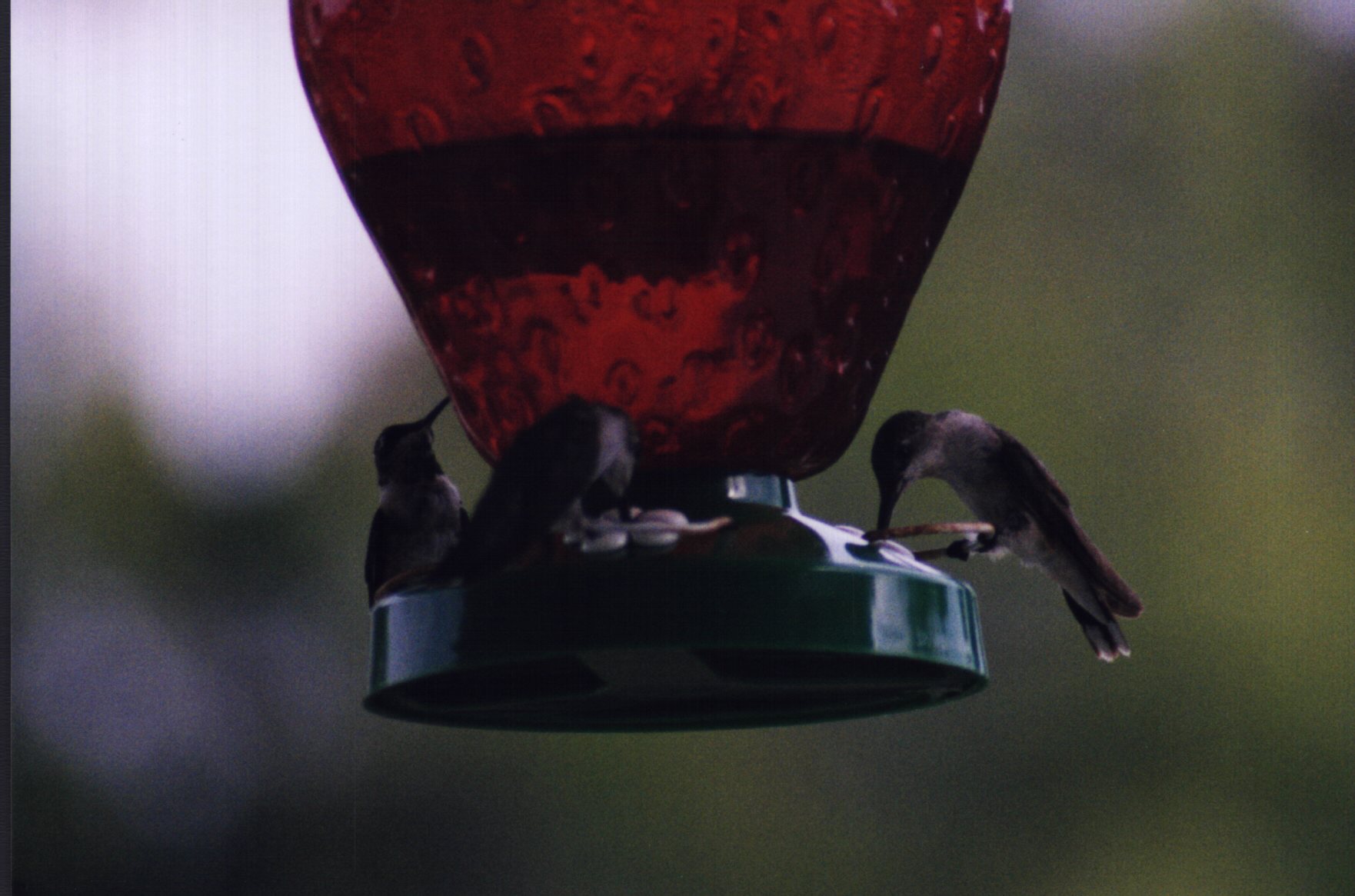 hummers
