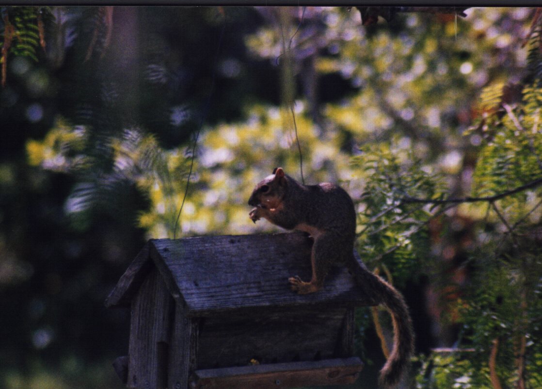 squirrel